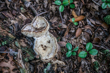 Wild white large mushrooms growing in the woods