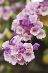 Garlic vine violet flower selective focus point