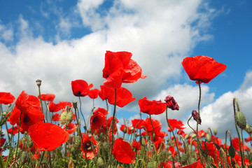 Obraz premium Maki na letniej łące