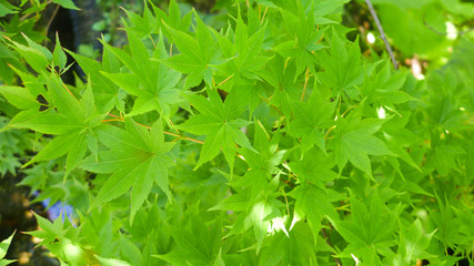 green maple background