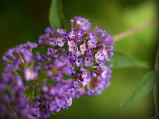 Blue butterfly bush blooming in the garden