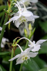 アマゾンリリー