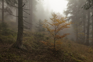 Bergwald im Nebel
