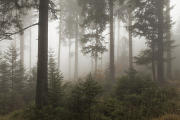 Fototapeta na wymiar Bergwald im Nebel