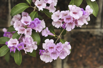 Garlic vine violet flower selective focus point