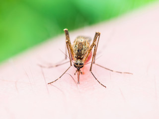 ZIka Virus Infected Mosquito Sting