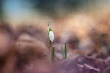 first snowdrops blooming in the woods