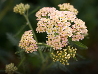 yarrow growing in the garden © perfidni1