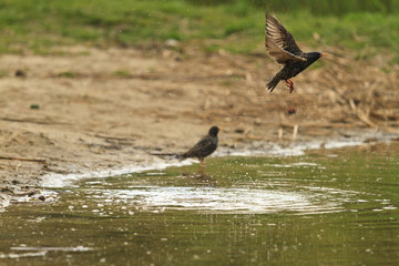 Starling flies from the surface of the lake