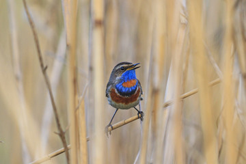 colored bird with a blue breast sits in the reeds
