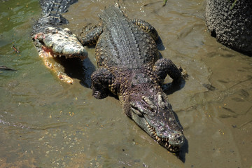 Crocodiles at Crocodile Farm in Thailand.