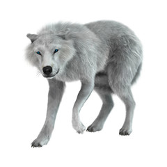 3D Rendering Arctic Wolf on White