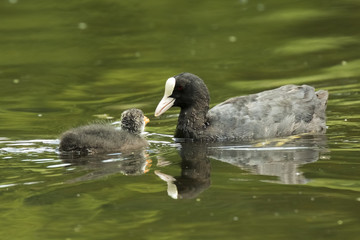 Eurasian coot Fulica atra feeding chick