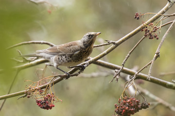 Fieldfare bird, Turdus pilaris, eating berries