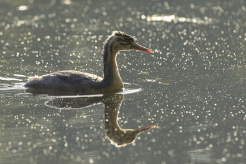 Great crested grebe Podiceps cristatus
