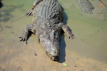 Crocodiles at Crocodile Farm in Thailand.