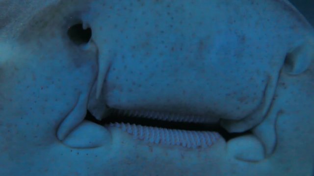 Jaws of Leopard (zebra) Shark (Stegostoma fasciatum). Close up clip of spotted fish.