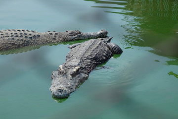 Crocodiles
