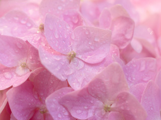 Fototapeta na wymiar closeup image of hydrangea flower