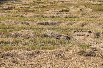 Dry grass wall texture