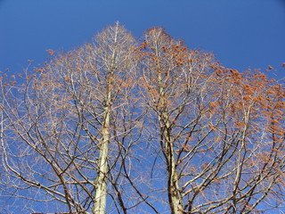 メタセコイアの枯れ木