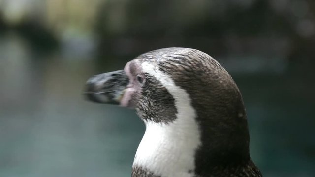 Head of a penguin