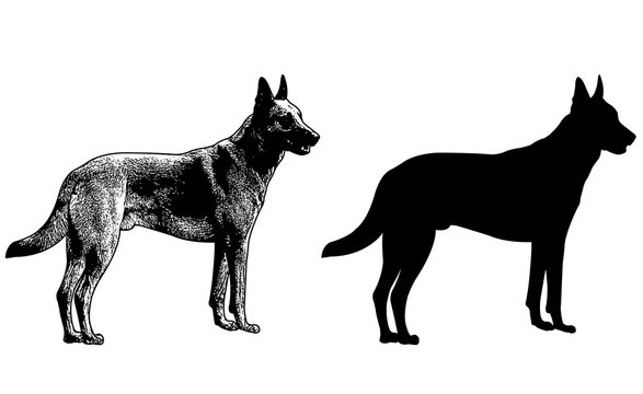 german shepherd dog silhouette and sketch illustration - vector