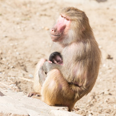 Baboon mother and her little one