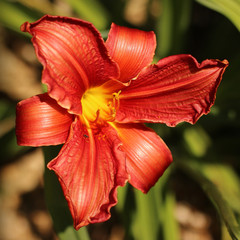 red daylily blooming in the garden