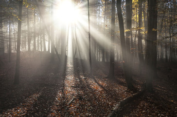 Fototapeta premium Bergwald im Nebel