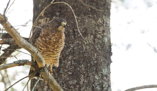 Beautiful young Red-Tail hawk on a tree branch, rests momentarily after having just consumed a fresh catch.