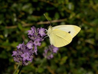 Detail of lavender flowers in summer garden.
