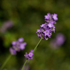 Detail of lavender flowers in summer garden.