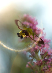 Hemaris fuciformis flying at the butterfly bush