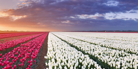 Rows of colourful tulips at sunrise in The Netherlands