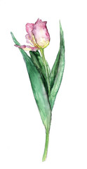 tulip with leave on a white background