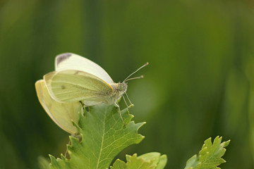 Two white butterflies in the poppy field