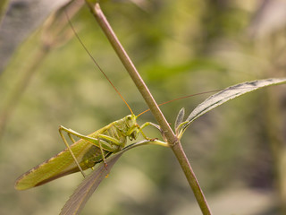 green grasshopper in the garden