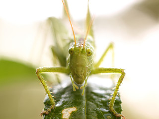 green grasshopper in the garden