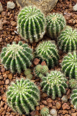 Fototapeta premium Cactus