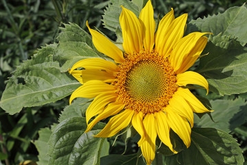 A single sun flower in a field of sunflowers.