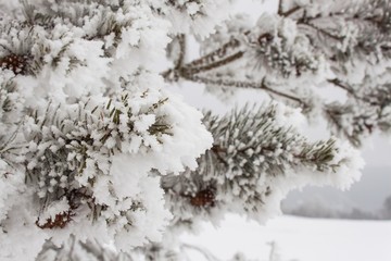 Freezing fog on trees. Icing on the branches of pine trees. Cold morning in the countryside. Rural Landscape in the Czech Republic in the winter. Snowy Forest.