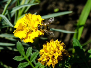 Bee on the yellow flower
