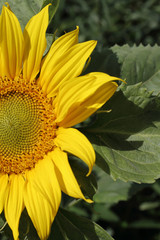 A single sun flower in a field of sunflowers.