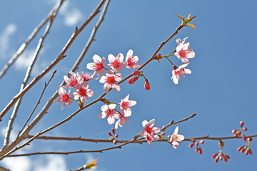  Beautiful pink Sakura flower blooming