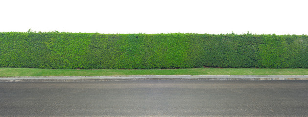 Green leaves wall and asphalt road isolated on white background