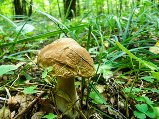 Boletus edulis in the forest