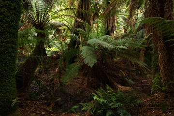 Wanderweg im Regenwald