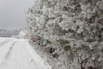 Freezing fog on trees. Icing on the branches of pine trees. Cold morning in the countryside. Rural Landscape in the Czech Republic in the winter. Snowy Forest.