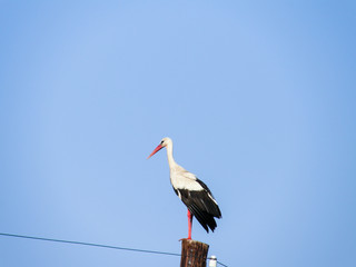 stork